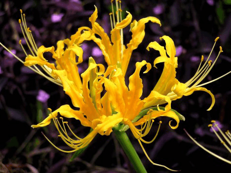 你真的认识彼岸花吗?彼岸花那些你所不知道的秘密