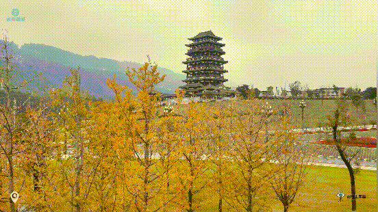 叙州区第一波银杏黄了后附观赏地址