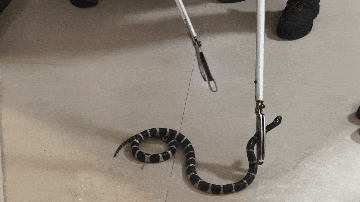 吓人!江西一居民家梳妆台惊现剧毒银环蛇