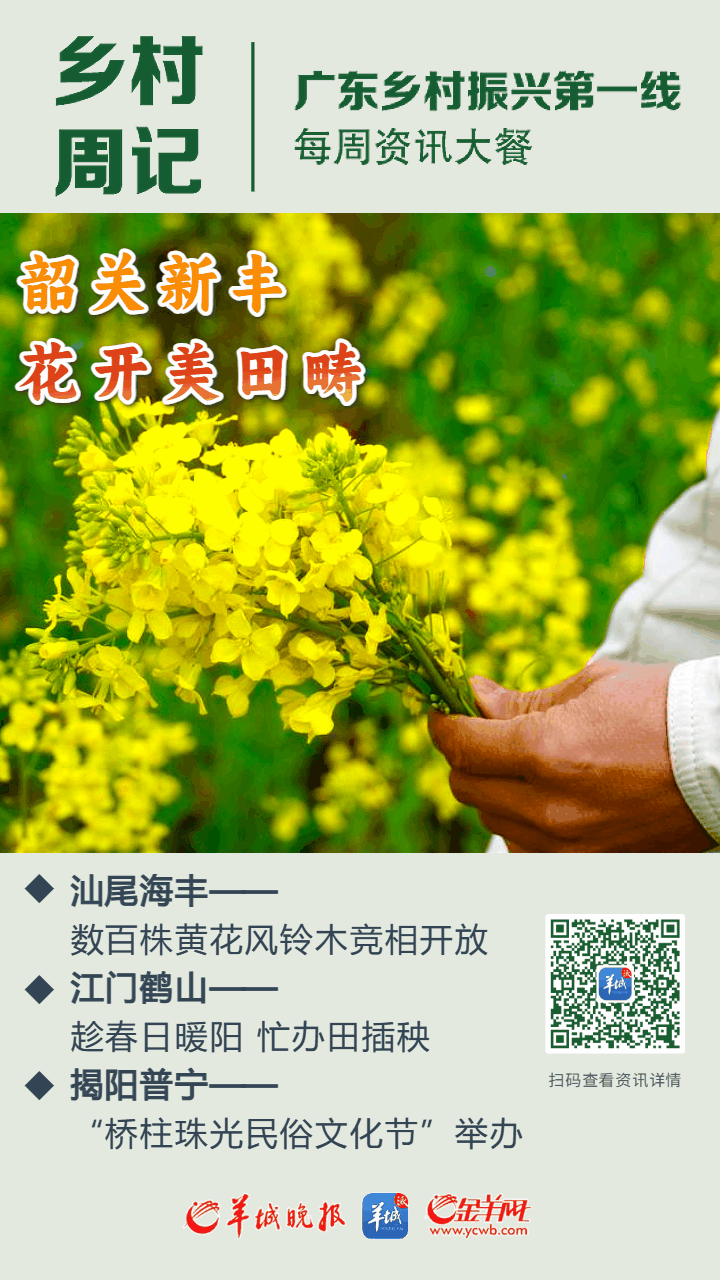乡村周记 | 韶关新丰300多亩油菜花盛开;汕尾海丰黄