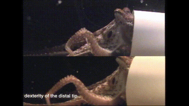 我们给实验室里章鱼建了一个小家,第二天惊奇地发现,它自己偷偷装上了