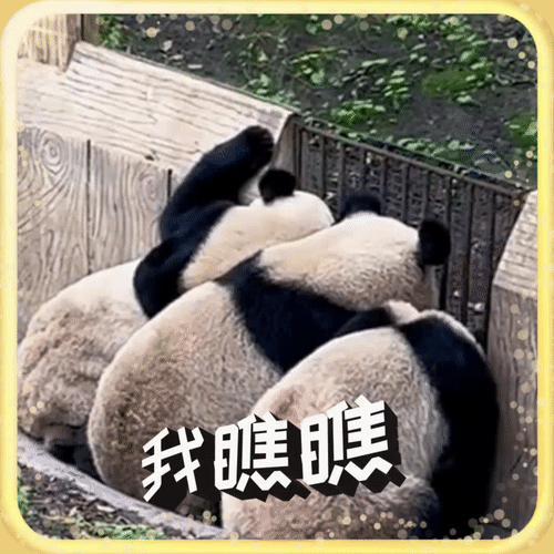 方言版大熊猫表情包我们另外制作了一组彩蛋时间健康喜乐!