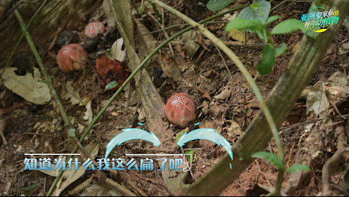 在热带雨林“邂逅”寄生花_腾讯新闻