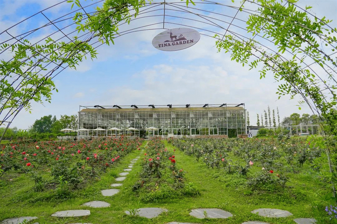 蕃薯藤tina庄园超美蔷薇花上线!快来天府农博园打卡春日浪漫_腾讯新闻