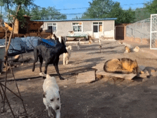 海外爆红的“中国狗王”是贵州下司犬？主人：它是正宗的北方土狗_腾讯新闻