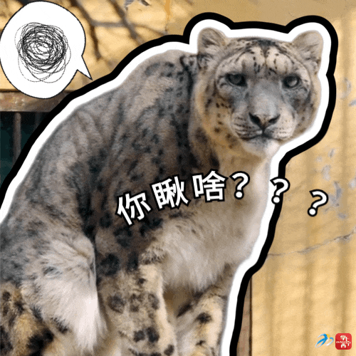 赶快收藏!西宁"顶流团宠"雪豹表情包来啦