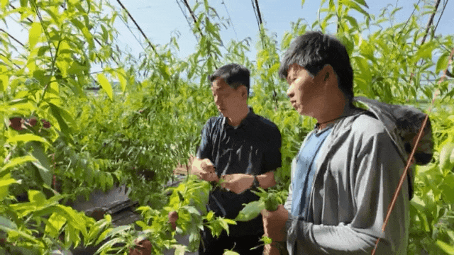 【乡村行 看振兴】兵团"揭榜挂帅"项目——设施大棚桃新品种在芳草湖