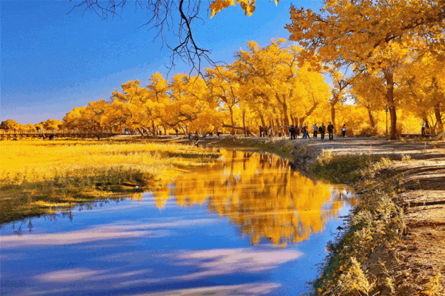 来了阿拉善绝不能错过的美食71 黄焖驼排71 蝶花驼掌