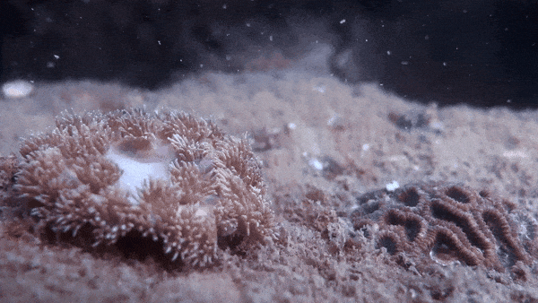 有丝分裂,就育成浮浪幼虫了受精卵孵化之后一粒珊瑚卵囊在海水中飘荡