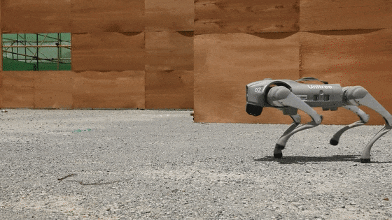 起猛了,看见中国"狗子"背着冲锋枪……网友:能歼敌,会卖萌