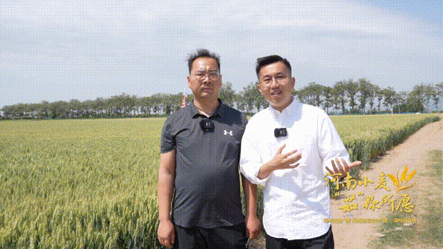 小满邂逅520  大声"示爱"河南小麦