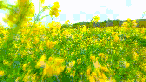 武山油菜花盛放，共赴一场金色花海之约~_腾讯新闻