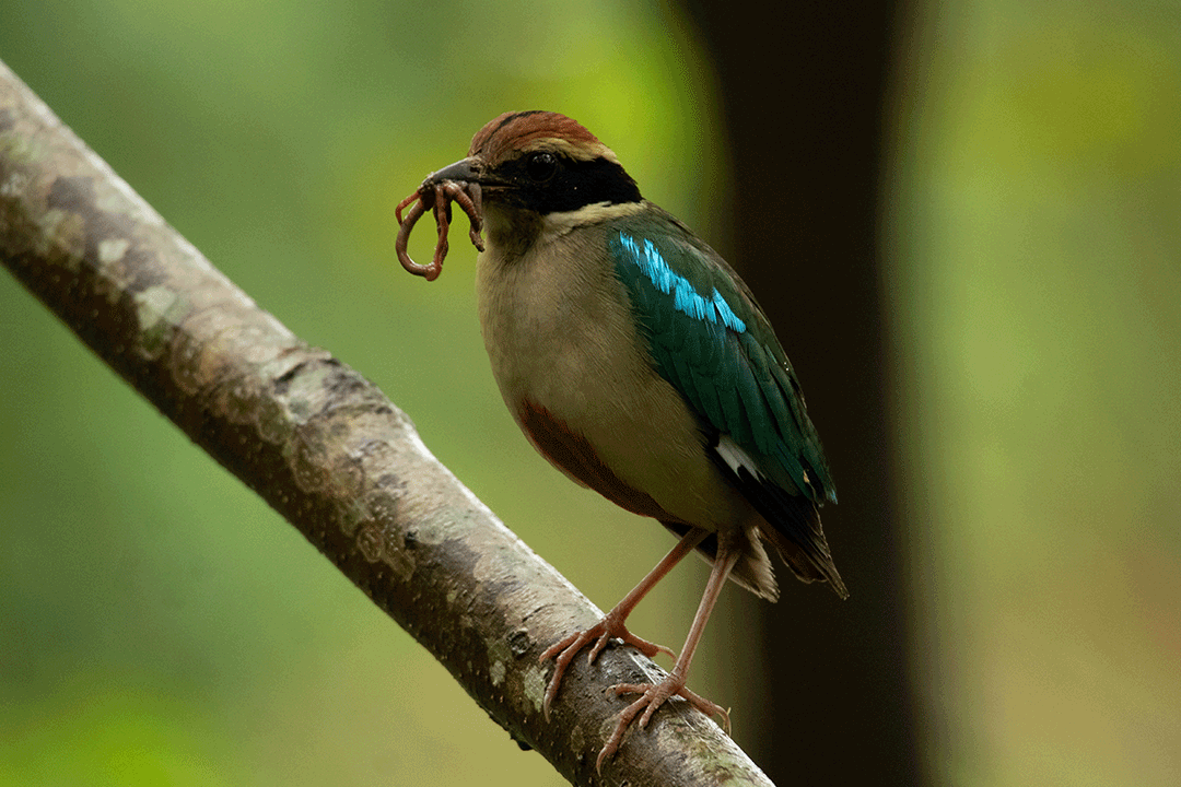 噪鹛白尾蓝地鸲▲大沈/摄黄眉姬鹟▲大沈/摄白喉斑秧鸡▲大沈/摄褐胸
