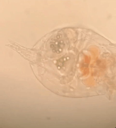 在鄱阳湖,轮虫每天制造1.33亿亿个塑料颗粒