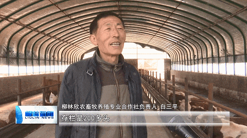 在柳林欣农畜牧养殖专业合作社,养殖户白三平一大早忙着打扫牛圈,给