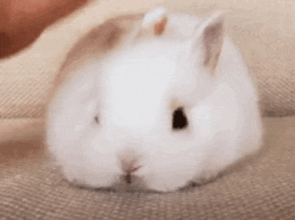 自贡人吃兔兔,到底有多认真?