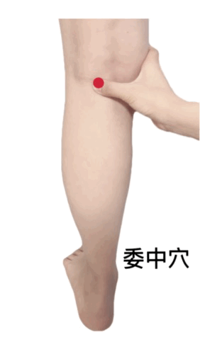 位于膝关节的背面腘横纹的中央.主治腰痛,腰肌劳损等.