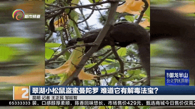 对此,云南野生动物园的工作人员余翔介绍,曼陀罗全株有毒,花朵大而