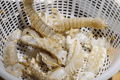 爱吃海鲜的烟台人早已按捺不住个个肥硕饱满,鲜嫩味美最近,爬虾和海虹