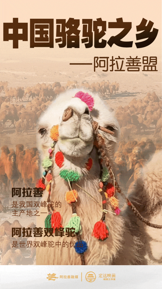 白海林主持召开盟行署常务会议