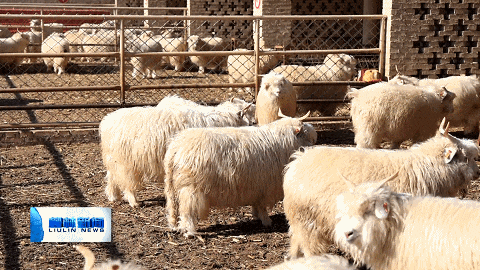 柳林穆村镇:强特色 做品牌 乡村振兴"喜羊羊"_腾讯新闻