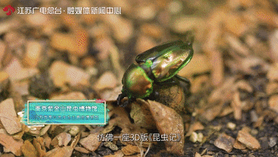 "刘德华"曾为南京城墙烧砖!有实物为证