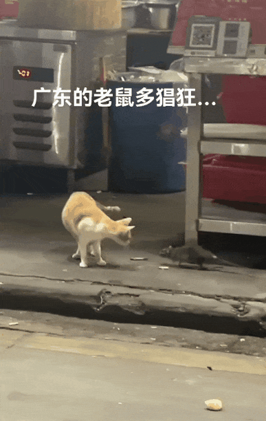 见过广东的大老鼠,还以为是哥斯拉