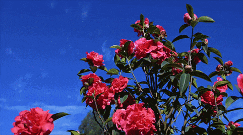 山茶花可以开几季