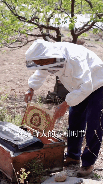 秀我中国春天养蜂人居然在练分身大法