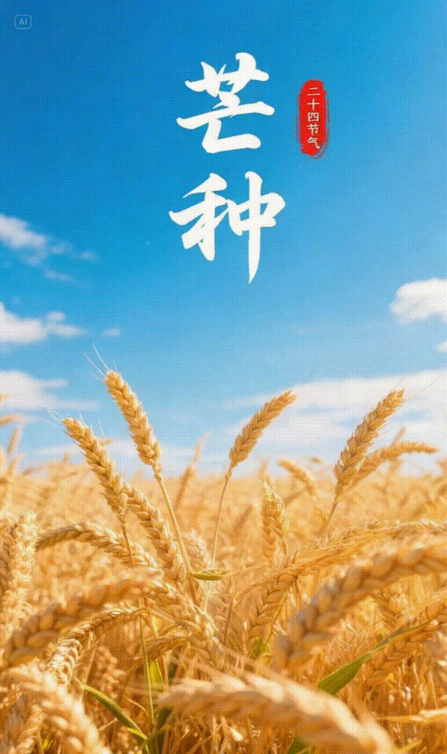 二十四节气·芒种丨麦黄梅子熟！