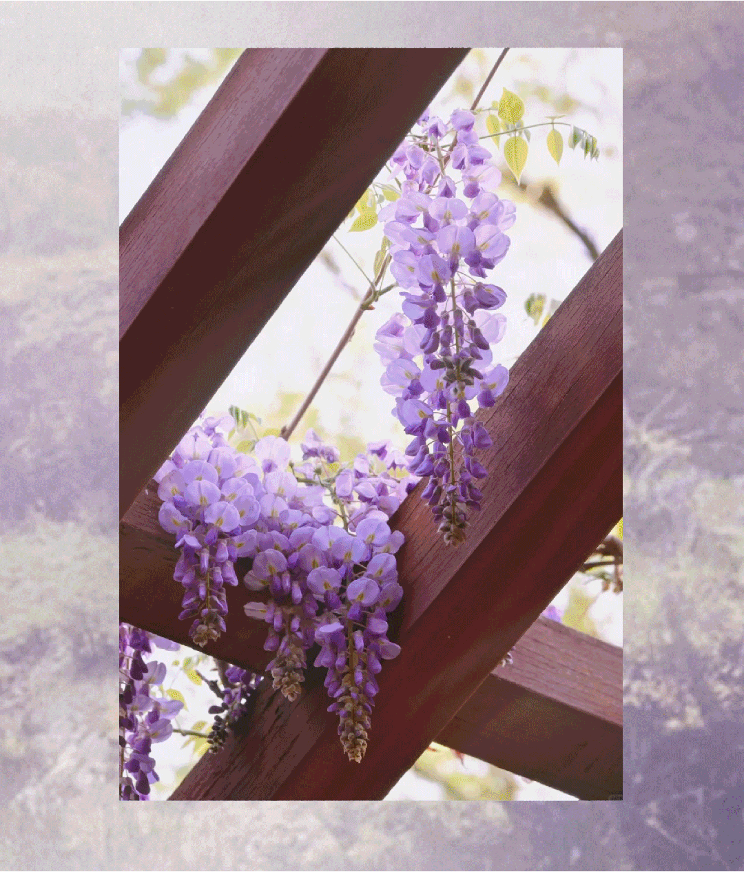 府城漫步|最美四月天!迎泽多处紫藤花"浪漫"上线