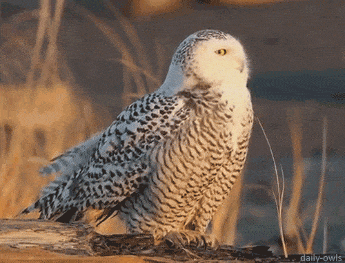 这也让我们意识到:打造一个人形机器人,就一定得让它看起来像真人吗?