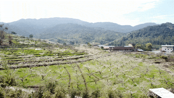 岩山镇:李花盛放 群山覆"雪"美如仙境_腾讯新闻