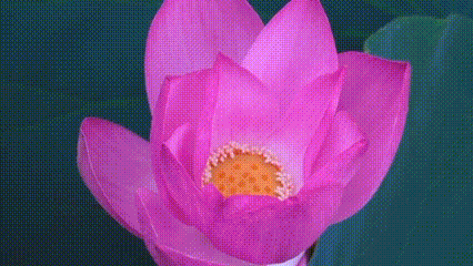 南海新区:小暑至荷花开 速来打卡