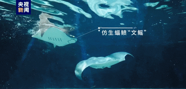 除了仿生金龙鱼还有名为"文鳐"的仿生蝠鲼它具有仿生,隐身,共融三大