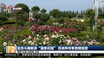 "斗南景观月季园,位于昆明市呈贡区斗南国际花卉技术创新中心内.