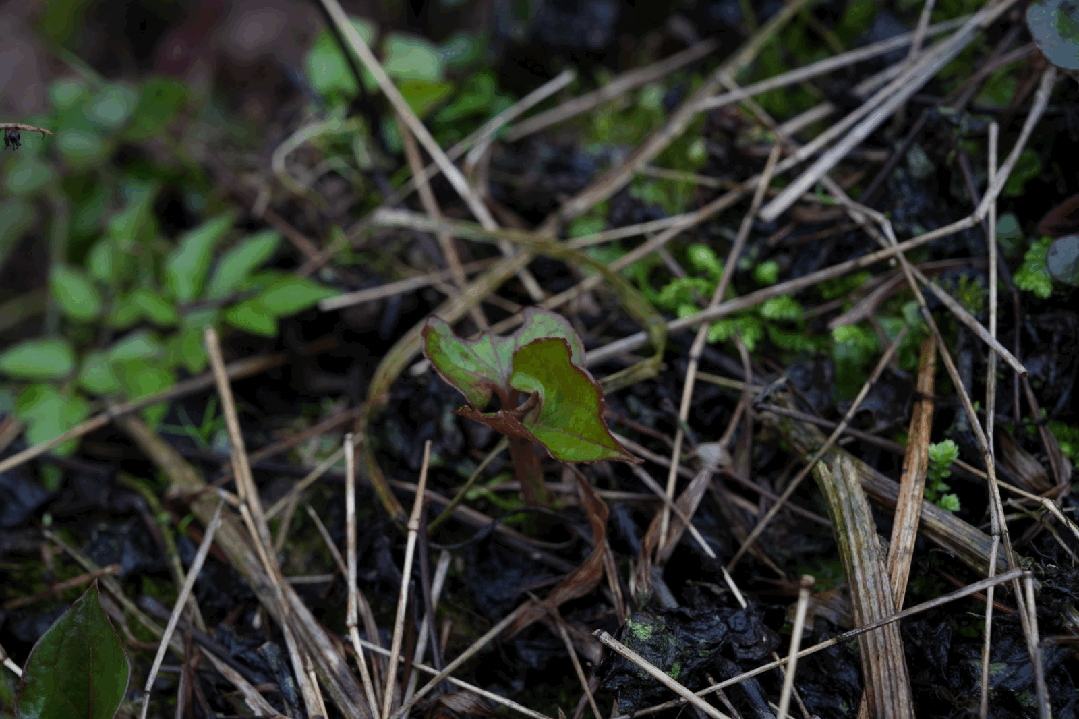这都是陈师傅在我差点连根拔他家田里的中药草苗时获得的重要经验教训