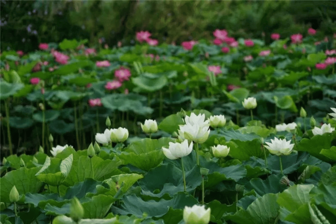点亮超适合动起来看荷花车轮滚过湖岸线下一帧风景会写满你的什么心情