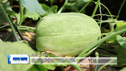 刘二羔:大棚种甜瓜 致富有"蜜"方