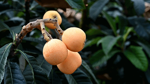 乡游黔中开阳县穿洞村丨枇杷来了尝一口甜蜜初夏