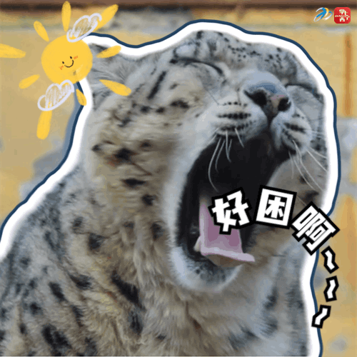 赶快收藏!西宁"顶流团宠"雪豹表情包来啦