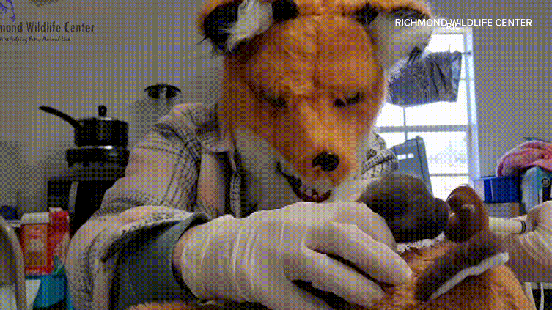 他们戴上狐狸头套,试图成为小狐狸的好妈妈_腾讯新闻