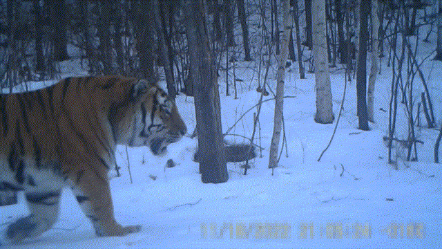 完达山1号再现龙江