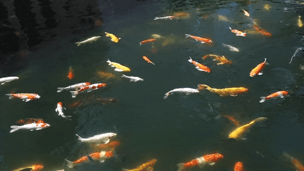 小时候,阿爷阿嫲经常带我们来这里喂锦鲤