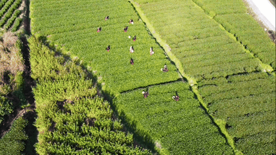 云遇丰收节·采茶春山上｜福建福鼎：白茶开采正当时  酝酿一抹“中国甜”