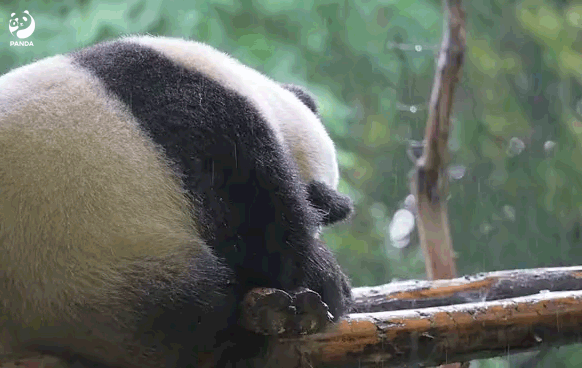 大熊猫“福禄”淋雨？成都大熊猫繁育研究基地回应：不存在故意不收回什么情况 具体什么意思-313啦实用网