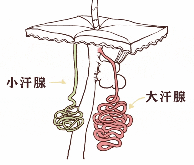 一出汗腋下就有味，「腋臭」能根治吗？_腾讯新闻