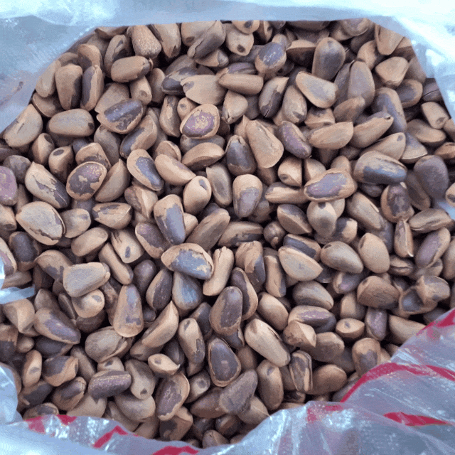 大颗粒东北野生松子限时抢