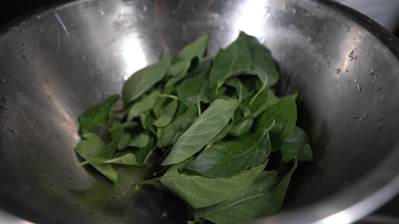 中国有个海南岛丨被名字耽误的海南糖水界"扛把子"——鸡屎藤