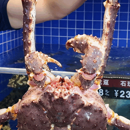 有着标准的大长腿;帝王蟹健壮饱满,每一只海鲜都鲜活威猛.